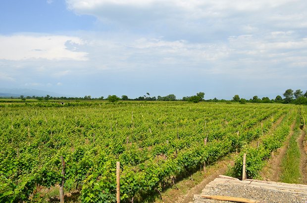 Weinberge der Weinbauregion Mukuzani in Georgien