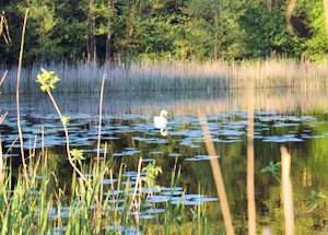 Seegrundst�ck in den Masuren