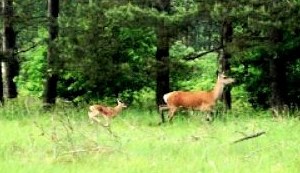 Bewohner vom Grundst�ck