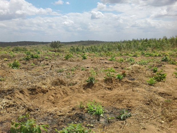 Agrarland in Tansania bei Dar es Salaam