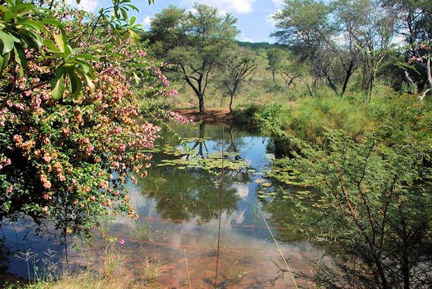 Biotop am Wohnhaus der Farm in Sdafrika