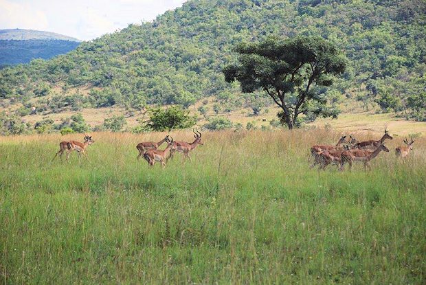 Wildfarm der Waterberge in Sdafrika zum Kaufen