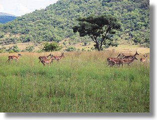 Farm bei Thabazimbi Waterberg Limpopo kaufen