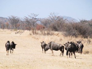 Waterberg Farm