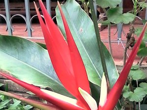 Pflanzen am Ferienhaus