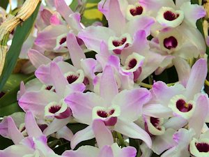 Garten vom Ferienhaus