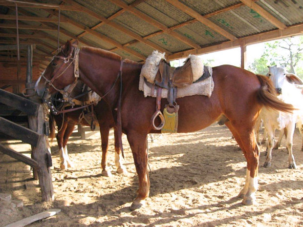 Pferde auf der Rinderfarm Pferde auf der Rinderfarm
