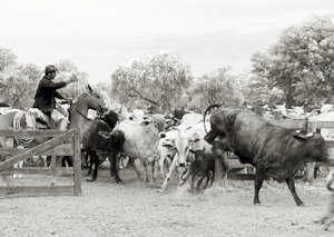 Estancia in Boqueron Paragguay Estancia in Boqueron Paragguay