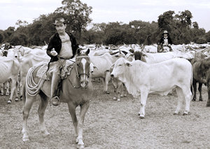 Rinderzucht in Paraguay Rinderzucht in Paraguay