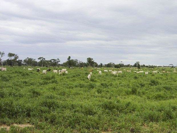 Weide auf dem Grundstücke für Landwirtschaft im Departamento Boqueron Paraguay Weide auf dem Grundstücke für Landwirtschaft im Departamento Boqueron Paraguay