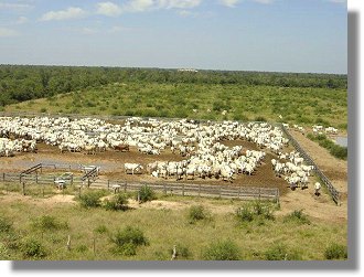 Farmland Estancia in Paraguay zum Kaufen
