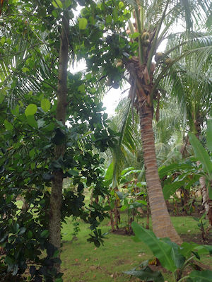 Grundstck der Villa am Meer Philippinen