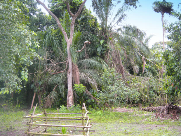 Urwald der Estancia in Bolivien