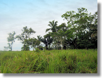 Grundst�ck Farmland in Beni Bolivien zum Kaufen