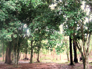 Farm bei Trinidad Bolivien