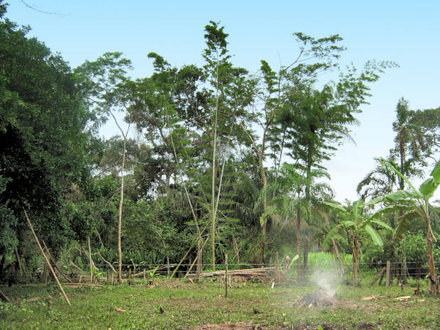 Farm im Departamento beni Bolivien zum Kaufen