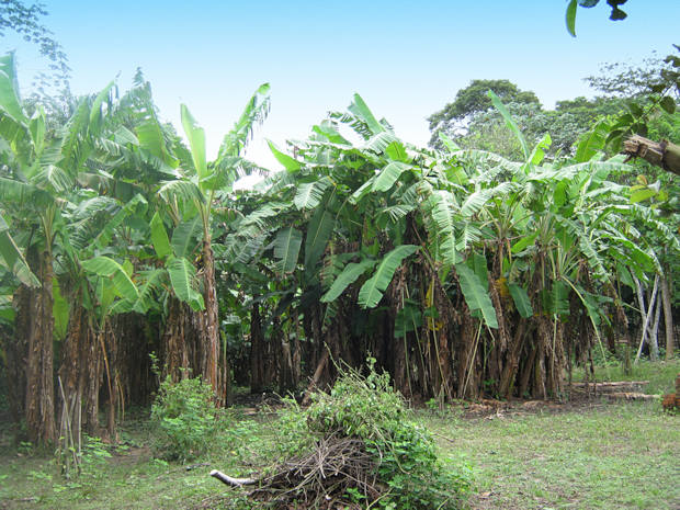 Plantage auf der Estancia