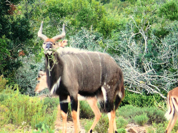 Game Reserve mit Lodge in Sdafrika