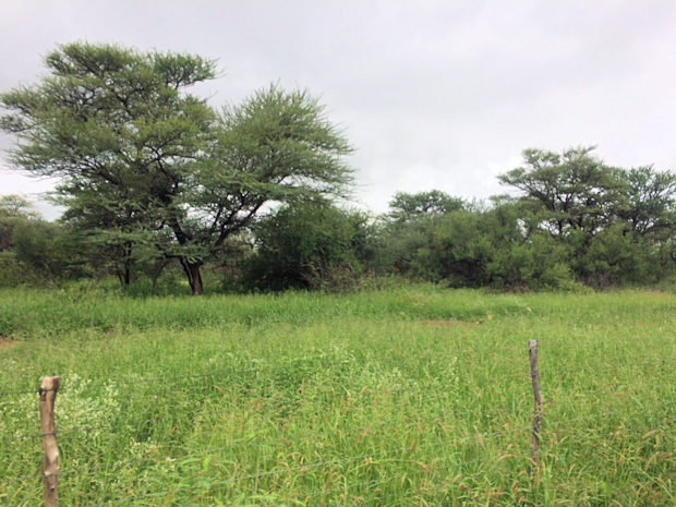 Ranch in Namibia