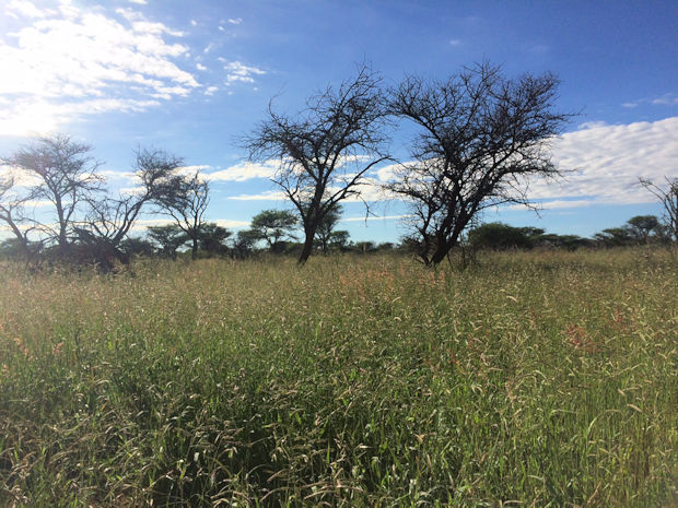 Ranch in Namibia