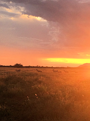 Ranch am Abend bei Otjiwarongo