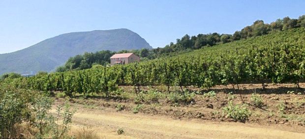 Ferienhaus umgeben von Weinbergen auf der Krim