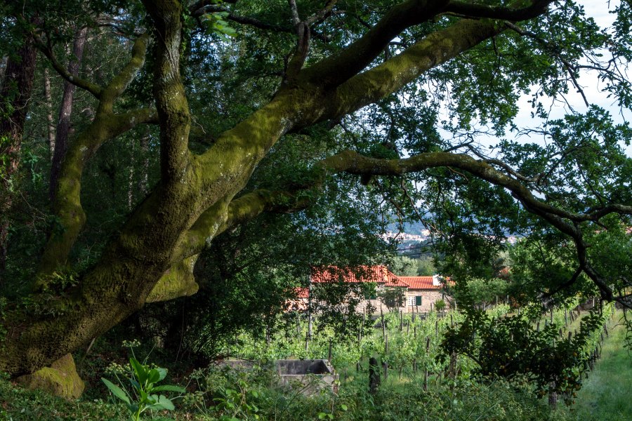 Wldchen auf dem Grundstck vom Einfamilienhaus