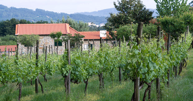 Gehft mit Weinberg in Norte von Portugal