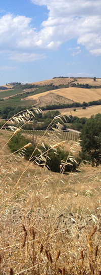 Bauland in Montepulciano