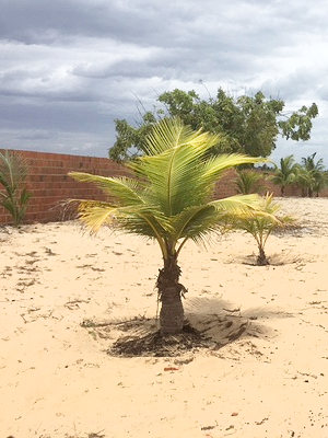 Baugrundstck bepflanzt mit Palmen