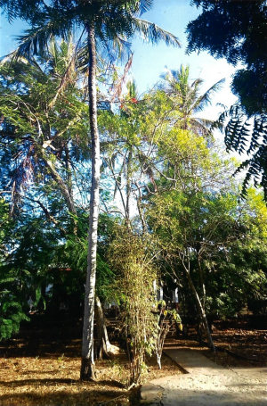 Grundstück in Watamu Grundstück in Watamu