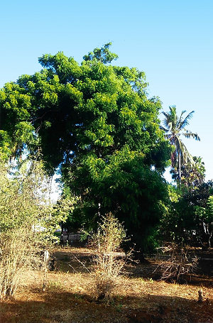 Bauland in Watamu mit Projekt Bauland in Watamu mit Projekt