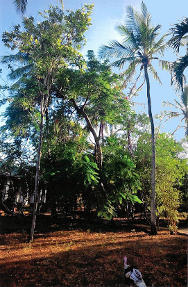 Baugrundstück mit einheimischer Flora Baugrundstück mit einheimischer Flora