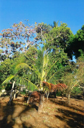 Bauplatz Bauland in Watuma Bauplatz Bauland in Watuma