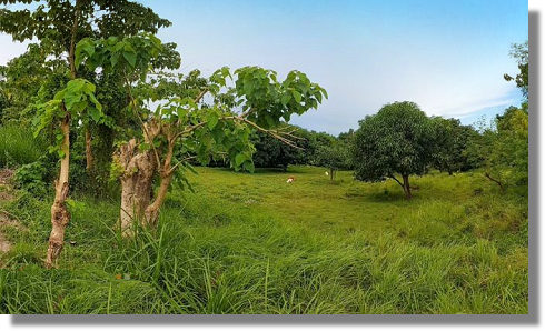 Grundst�ck in Dumaguete auf Negros Philippinen zum Kaufen