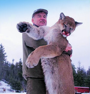 Pumajagd im Jagdgebiet