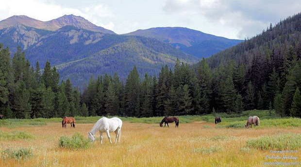 Pferdekoppel im Resort