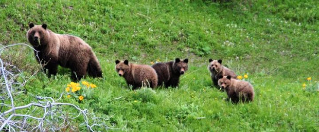 Braunb�ren im Resort