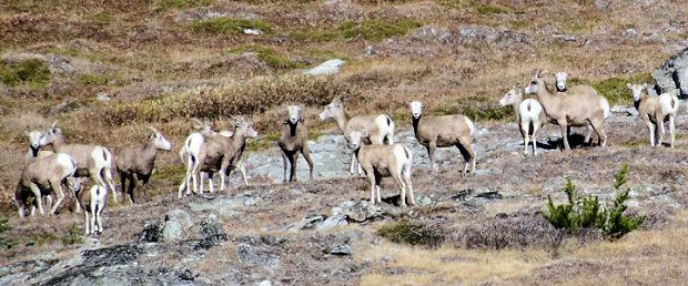Wildnis in British Columbia