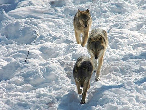 auf der Suche nach �kotouristen