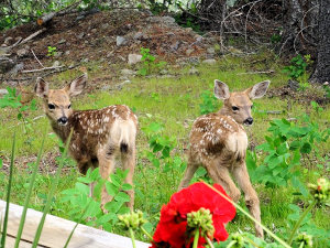 Ferienunternehmen in der Wildnis Kanadas