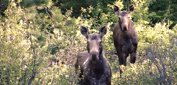 Forst in British Columbia Forst in British Columbia