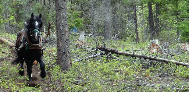forstwirtschaftlicher Betrieb in British Columbia Kanada zum Kaufen forstwirtschaftlicher Betrieb in British Columbia Kanada zum Kaufen