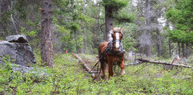 1 PS Forstmaschine des forstwirtschaftlichen Betriebes 1 PS Forstmaschine des forstwirtschaftlichen Betriebes