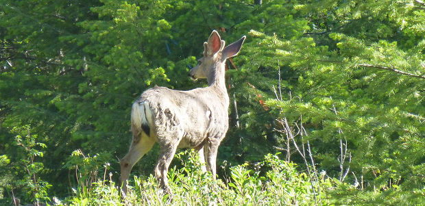 forstwirtschaftlicher Betrieb in British Columbia forstwirtschaftlicher Betrieb in British Columbia