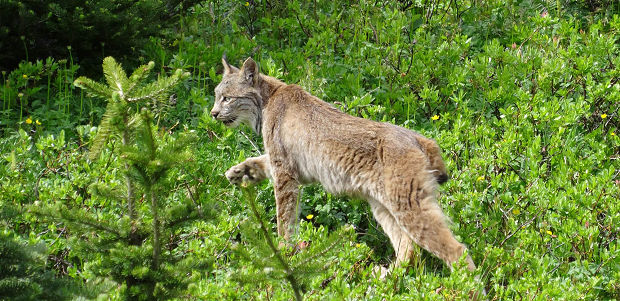 Waldbewohner des Forstbetriebes Waldbewohner des Forstbetriebes