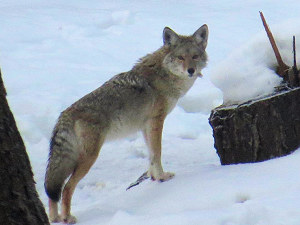 Bewohner Kanadas Bewohner Kanadas