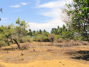 Baugrundstck am Meer bei Ranna Sri Lanka