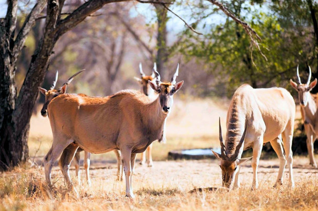 Tierreservat in Sdafrika