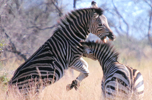 Grundstck in der Wildnis von Sdafrika